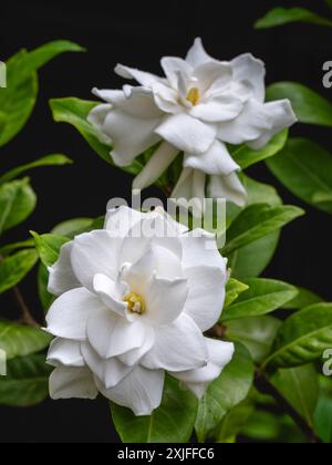 Nahansicht der Gardenia Jasminoides aka Cape Jasmin hell weiße duftende Blumen, die draußen im Garten auf schwarzem Hintergrund blühen Stockfoto