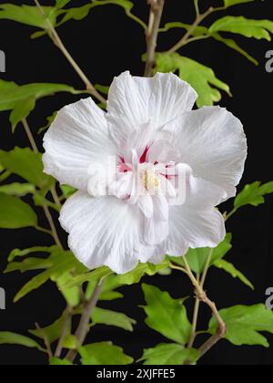 Nahaufnahme der hellen weißen und roten Doppelblume von Hibiscus syriacus alias strauchalthea oder Rose Malve blüht draußen isoliert auf schwarzem Hintergrund Stockfoto