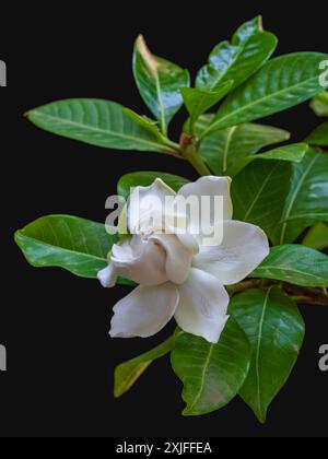 Nahaufnahme vertikale Ansicht der Gardenia Jasminoides aka Cape Jasmin frisch blühende weiße Blume mit Laub isoliert draußen auf schwarzem Hintergrund Stockfoto