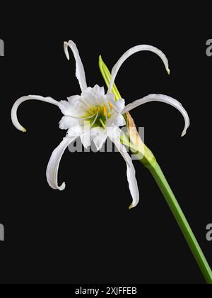 Nahaufnahme der frischen hellen weißen Blume der Spinnenlilie Hymenocallis narcissiflora alias ismene narcissiflora isoliert auf schwarzem Hintergrund Stockfoto