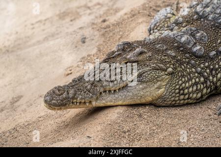 Nahaufnahme des Krokodilkopfes im Schatten Stockfoto