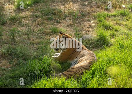 Tiger im Naturraum. Tierwelt mit gefährlichem Tier Stockfoto