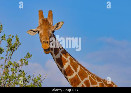 Kenianische Giraffen Kenia Ost, Frica Stockfoto