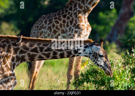 Kenianische Giraffen Kenia Ost, Frica Stockfoto