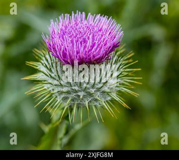 Nahaufnahme von Scotch Distel, Dirleton Castle Garden, East Lothian, Schottland, Großbritannien Stockfoto