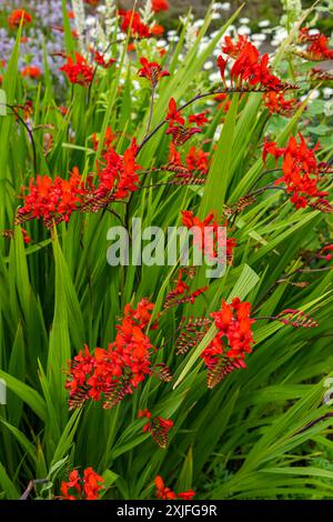 Rote Crocosmia Lucifer Flowers (Montbretia), Dirleton Castle Garden, East Lothian, Schottland, Großbritannien Stockfoto