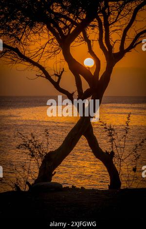 Der gelbe Sonnenuntergang in Praia, der Hauptstadt von Kap Verde, mit dem Atlantik, einsamen Bäumen und der Küste von Palmarejo auf Santiago Island. Stockfoto