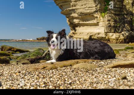 Border Collie kühlt sich am Strand des Kedoura Inlet am Myojin Cape in der Präfektur Chiba, Japan ab. Stockfoto