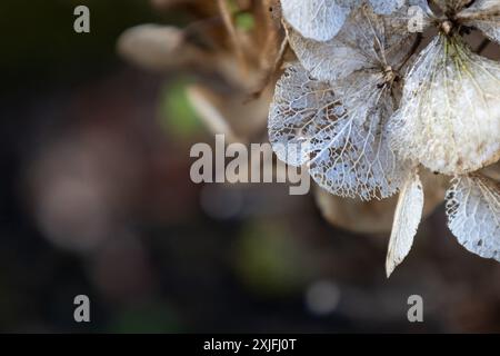 Hortensie Stockfoto
