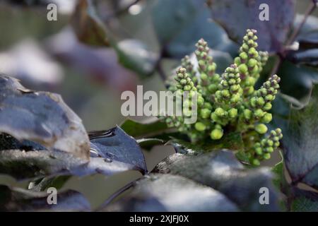 Holly-Laub-Berberry Stockfoto
