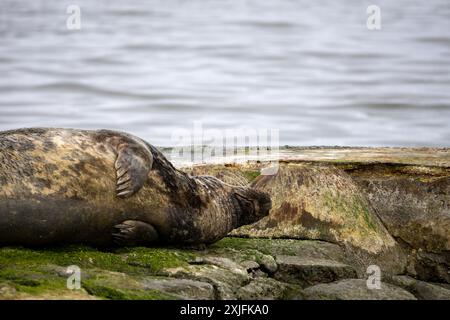 Atlantiksiegel Stockfoto