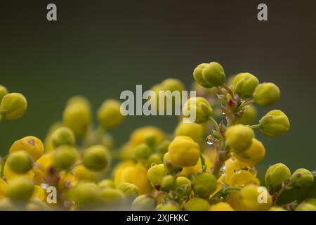 Oregon grape Stockfoto