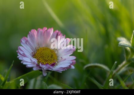 Daisy Stockfoto