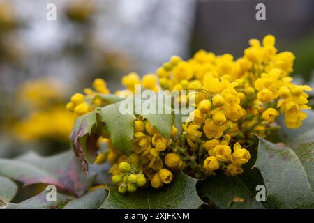 Oregon grape Stockfoto