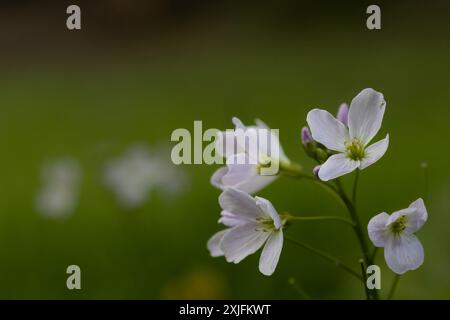 Mayflower Stockfoto