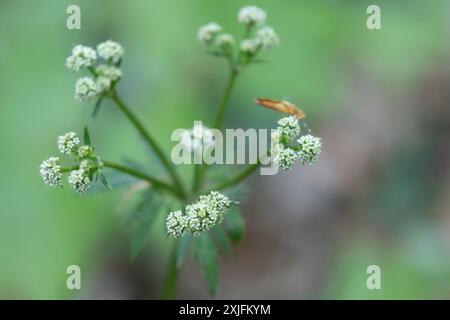 Holz Sanicle Stockfoto