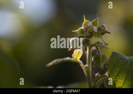 Himbeere Stockfoto