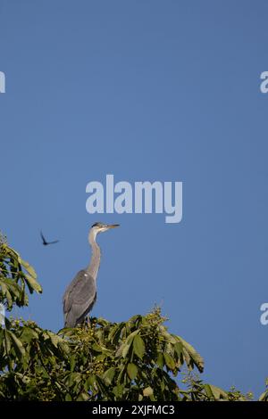 Graureiher Stockfoto