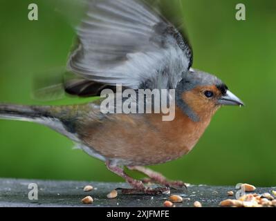 Der Eurasische Buchinch, oder einfach nur der Buchinch, ist ein weit verbreiteter kleiner Passinenvogel in der Familie der finken. Stockfoto