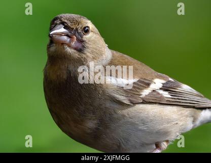 Der Eurasische Buchinch, oder einfach nur der Buchinch, ist ein weit verbreiteter kleiner Passinenvogel in der Familie der finken. Stockfoto