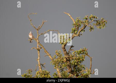 Gemeinsamen Ringeltaube Stockfoto