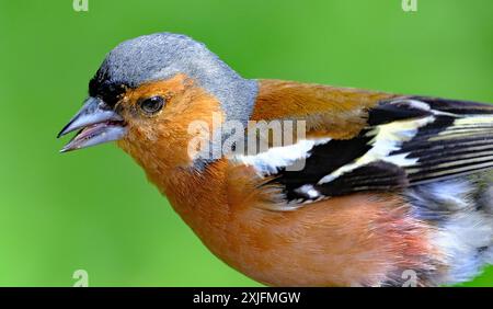 Der Eurasische Buchinch, oder einfach nur der Buchinch, ist ein weit verbreiteter kleiner Passinenvogel in der Familie der finken. Stockfoto