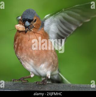 Der Eurasische Buchinch, oder einfach nur der Buchinch, ist ein weit verbreiteter kleiner Passinenvogel in der Familie der finken. Stockfoto