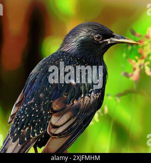 Starlinge sind kleine bis mittelgroße Passerinvögel in der Familie Sturnidae, gebräuchlicher Name Sturnid. Stockfoto