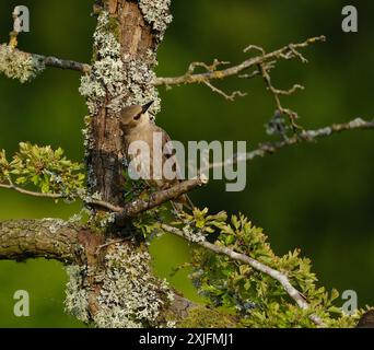 Starlinge sind kleine bis mittelgroße Passerinvögel in der Familie Sturnidae, gebräuchlicher Name Sturnid. Stockfoto