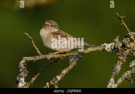 Der haussperling ist ein Vogel der SPATZ Familie Gelbhalsmaus, in den meisten Teilen der Welt gefunden. Stockfoto