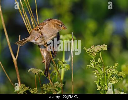 Der haussperling ist ein Vogel der SPATZ Familie Gelbhalsmaus, in den meisten Teilen der Welt gefunden. Stockfoto