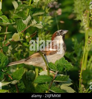 Der haussperling ist ein Vogel der SPATZ Familie Gelbhalsmaus, in den meisten Teilen der Welt gefunden. Stockfoto
