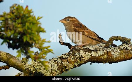 Der haussperling ist ein Vogel der SPATZ Familie Gelbhalsmaus, in den meisten Teilen der Welt gefunden. Stockfoto