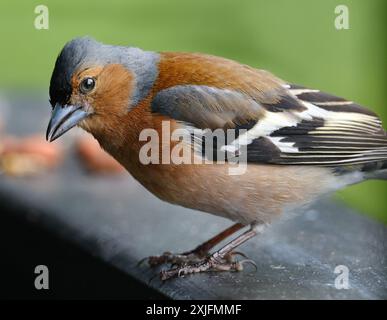 Der Eurasische Buchinch, oder einfach nur der Buchinch, ist ein weit verbreiteter kleiner Passinenvogel in der Familie der finken. Stockfoto