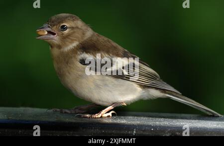 Der Eurasische Buchinch, oder einfach nur der Buchinch, ist ein weit verbreiteter kleiner Passinenvogel in der Familie der finken. Stockfoto