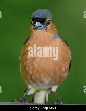 Der Eurasische Buchinch, oder einfach nur der Buchinch, ist ein weit verbreiteter kleiner Passinenvogel in der Familie der finken. Stockfoto