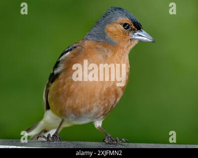 Der Eurasische Buchinch, oder einfach nur der Buchinch, ist ein weit verbreiteter kleiner Passinenvogel in der Familie der finken. Stockfoto