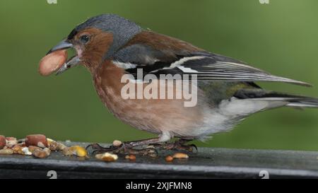 Der Eurasische Buchinch, oder einfach nur der Buchinch, ist ein weit verbreiteter kleiner Passinenvogel in der Familie der finken. Stockfoto