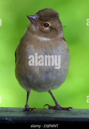 Der Eurasische Buchinch, oder einfach nur der Buchinch, ist ein weit verbreiteter kleiner Passinenvogel in der Familie der finken. Stockfoto