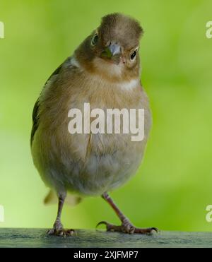Der Eurasische Buchinch, oder einfach nur der Buchinch, ist ein weit verbreiteter kleiner Passinenvogel in der Familie der finken. Stockfoto