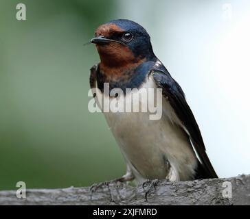 Die Schwalben, martins und Hirundinidae sind eine Familie von Passerinen, die auf allen Kontinenten auf der ganzen Welt zu finden sind. Stockfoto