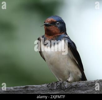 Die Schwalben, martins und Hirundinidae sind eine Familie von Passerinen, die auf allen Kontinenten auf der ganzen Welt zu finden sind. Stockfoto