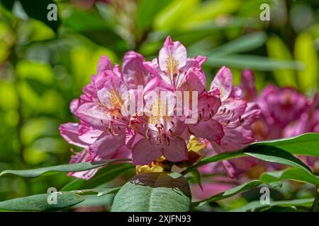 Volle runde Gruppe von dunkelrosa oder magentafarbenen Azaleen-Blüten in Blüte an einem hellen sonnigen Tag im späten Frühling aus der Nähe Stockfoto