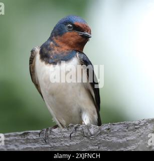 Die Schwalben, martins und Hirundinidae sind eine Familie von Passerinen, die auf allen Kontinenten auf der ganzen Welt zu finden sind. Stockfoto