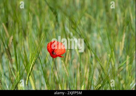 Solo Ed Mohnblume wächst auf einem Weizenfeld in Spanien Stockfoto
