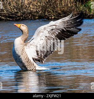 Die Gans spannt ihre Flügel im Fife Loch Stockfoto