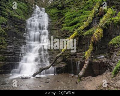 Water Breaks IT's Neck, Eine bewaldete Schlucht und ein Wasserfall in der Nähe von New Radnor, Powys, Mid Wales, Großbritannien Stockfoto