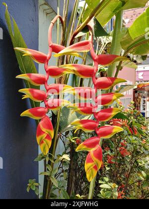 Wunderschöne leuchtende Heliconia Rostrata Blume an einem hellen sonnigen Tag Stockfoto Stockfoto