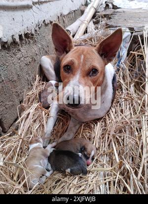 Niedlicher Hund sitzt mit ihrem neugeborenen Baby und schaut sich das Foto der Kamera an Stockfoto