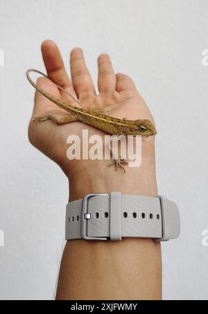 Kleine Eidechse sitzt auf der menschlichen Hand in weißem Hintergrund Stockfoto Stockfoto